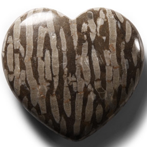 Natural History - Polished Fossil Coral Head Heart