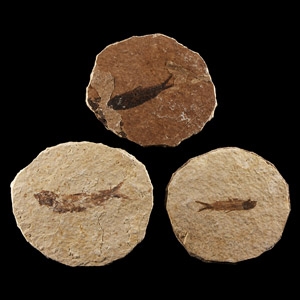 Natural History - Knightia Fossil Fish Group