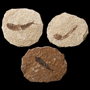 Natural History - Knightia Fossil Fish Group