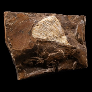 Natural History - Fossil Gingko Leaf