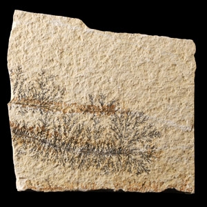 Natural History - Pyrolosite Dendrites on Matrix