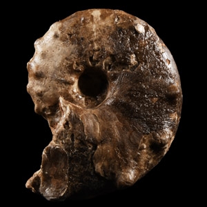 Natural History - Fossil Mamite Ammonite