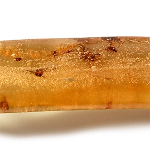 Natural History - Polished Copal with Insects