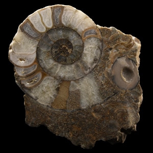 Natural History - British Polished Fossil Ammonite