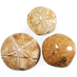Natural History - Polished Fossil Sand Dollar Group
