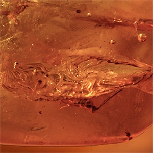 Natural History - Insect in Baltic Amber