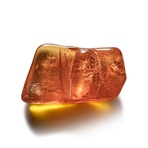 Natural History - Insect in Baltic Amber