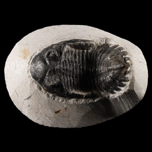 Natural History - Fossil Hollardops Trilobite