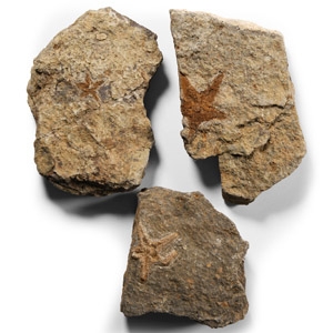 Natural History - Fossil Starfish Group