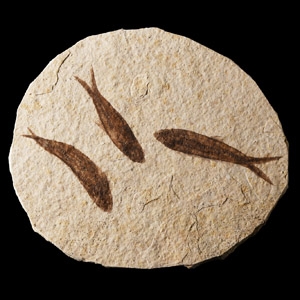 Natural History - Knightia Fossil Multi Fish Plate