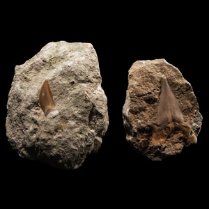 Natural History - Fossil Mosasaur and Otodus Shark Tooth on Matrix