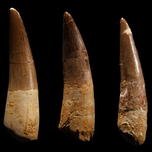 Natural History - Fossil Spinosaurus Dinosaur Tooth Group