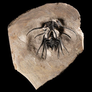 Natural History - Fossil Dicranurus Monstrosus Trilobite