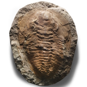 Natural History - Fossil Cambropallas Trilobite