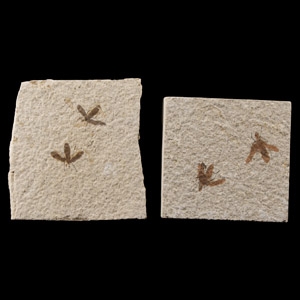 Natural History - Fossil March Flies on Matrix