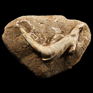 Natural History - Fossil Enchodus Tooth
