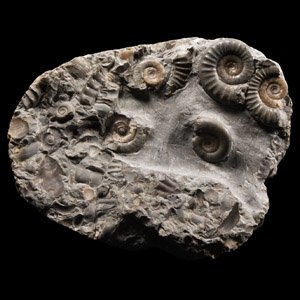 Natural History - Fossil Ammonite Cluster