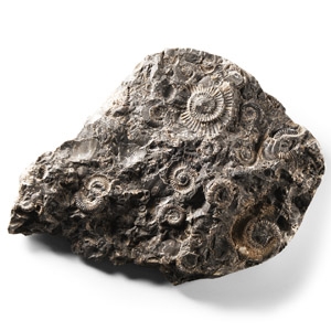 Natural History - Whitby Dac Fossil Ammonite Cluster
