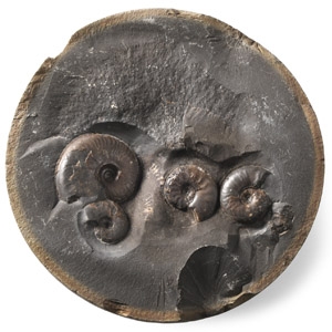 Natural History - Whitby Dac Fossil Ammonite Cluster