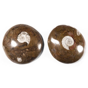 Natural History - Polished Fossil Goniatite Group