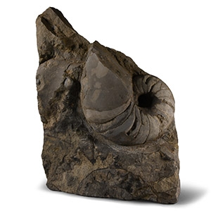Natural History - Large British Fossil Nautiloid