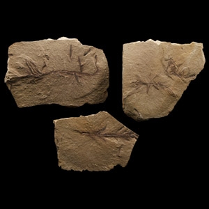 Natural History - Fossil Plant Leaf Group