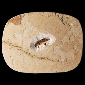 Natural History - Fossil Insect in Matrix
