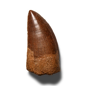 Natural History - Fossil North African T-Rex Dinosaur Tooth