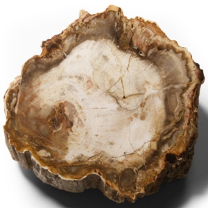 Natural History - Historic Libya Polished Petrified Wood Specimen