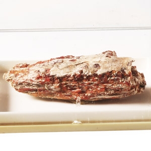 Natural History - Historic Italian Cinnabar Mineral Specimen