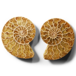 Natural History - Historic Cut and Polished Fossil Ammonite Pair