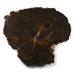 Natural History - Agatized Fossil Tree Trunk Cut Slice