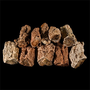 Natural History - Unpolished Fossil Tree Branch Section Group [10]