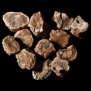 Natural History - Unpolished Fossil Tree Branch Section Group [10]