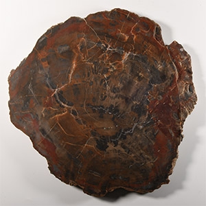 Natural History - Large Cut Petrified Fossil Tree Trunk Slice