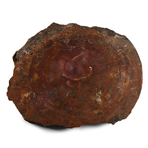 Natural History - Agatized Fossil Tree Trunk Cut Slice