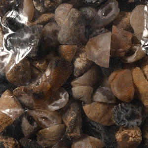 Natural History - Cut and Polished Mini Crystal Geode Group [100]