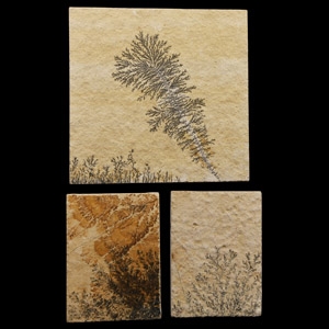 Natural History - Mocha Stone (Dendritic Limestone) Tile Group [3]