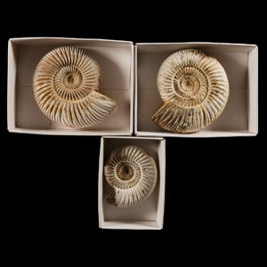 Natural History - Boxed Fossil Perisphinctes Ammonite Group