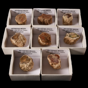 Natural History - Boxed Unpolished Fossil Tree Branch Section Group [8]