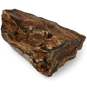Natural History - Huge Petrified Fossil Tree Trunk Section