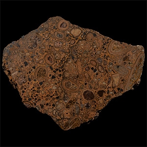 Natural History - Large Polished Puddlestone