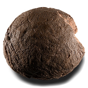 Natural History - Fossil Hadrosaur Dinosaur Egg