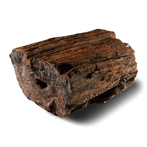 Natural History - Fossil Amazon Rainforest Fossil Tree Trunk Section