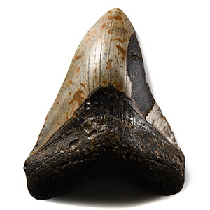 Natural History - Large Megalodon Giant Shark Fossil Tooth