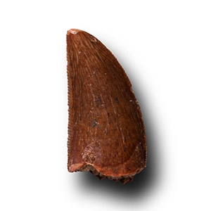 Natural History - Fossil Dromeosaur Raptor Dinosaur Tooth