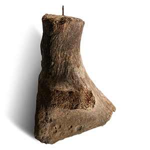 Natural History - British Woolly Mammoth or Rhinoceros Hip Bone