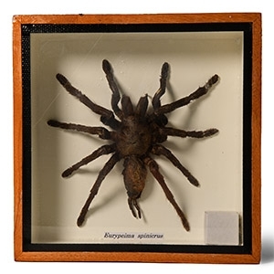 Natural History - Framed Spinicrus Tarantula