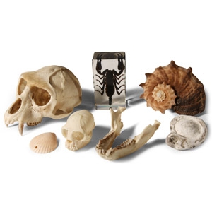 Natural History - A Collection of Natural History Items