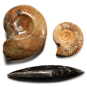 Natural History - A Collection of Fossils